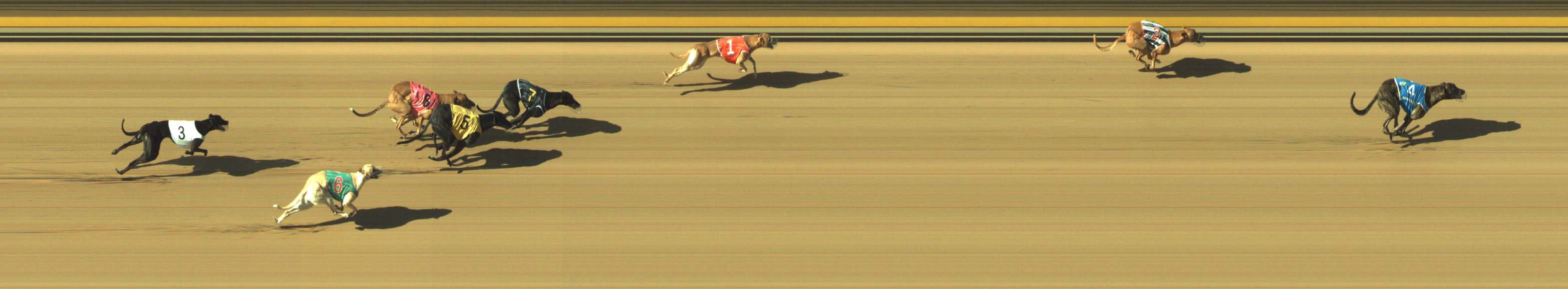 Photo finish for Geelong Race 8