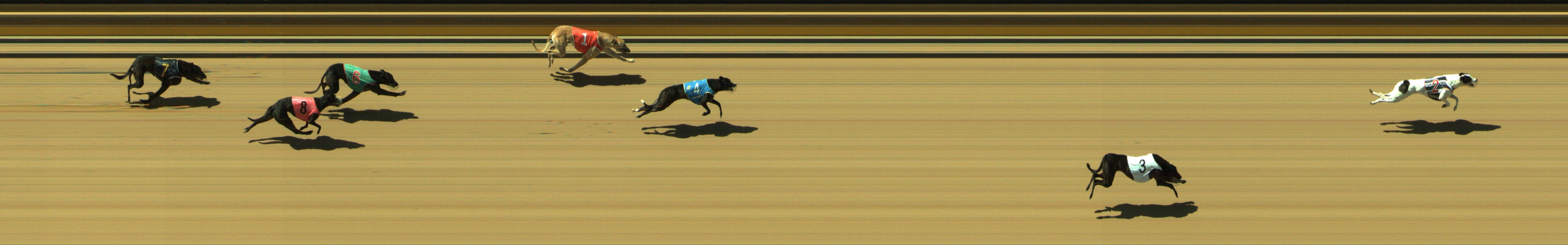 Photo finish for Geelong Race 3