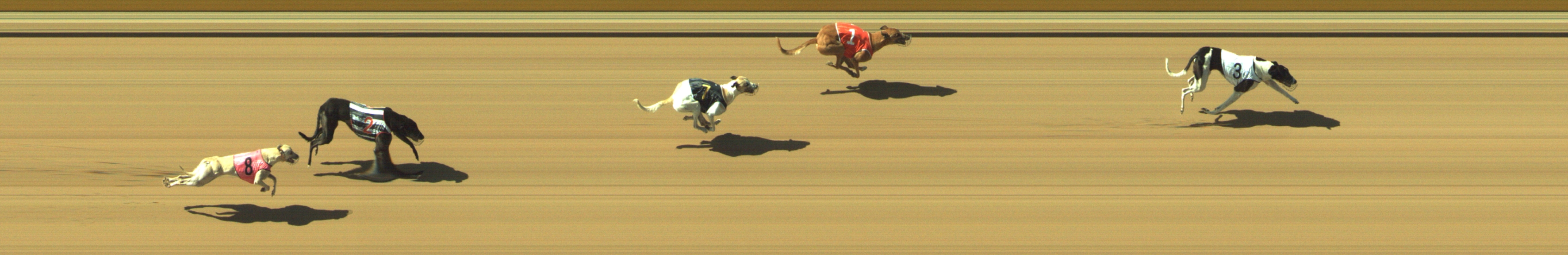 Photo finish for Geelong Race 8