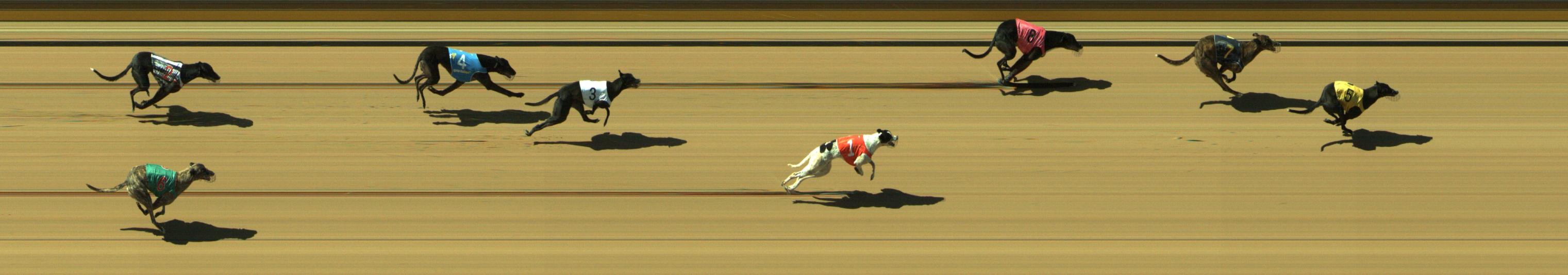 Photo finish for Geelong Race 5