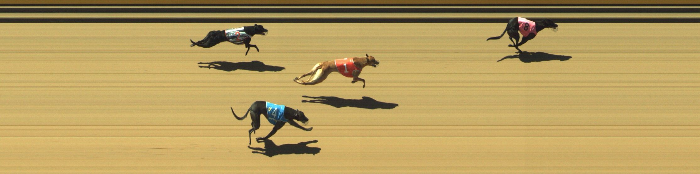 Photo finish for Geelong Race 2