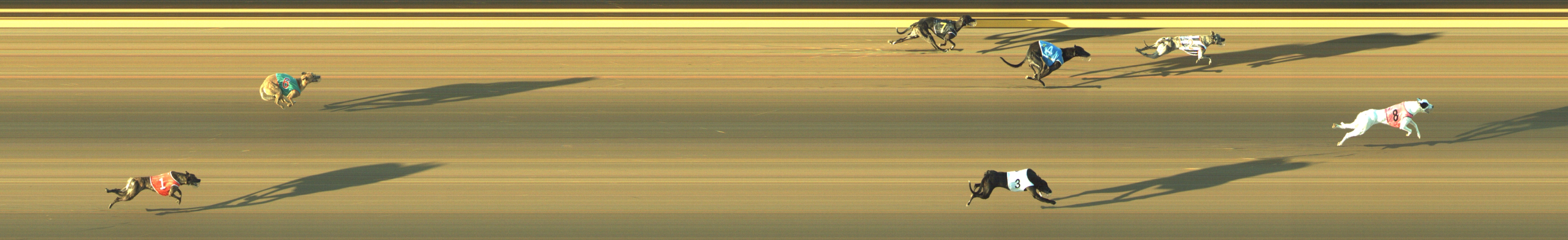 Photo finish for Geelong Race 2
