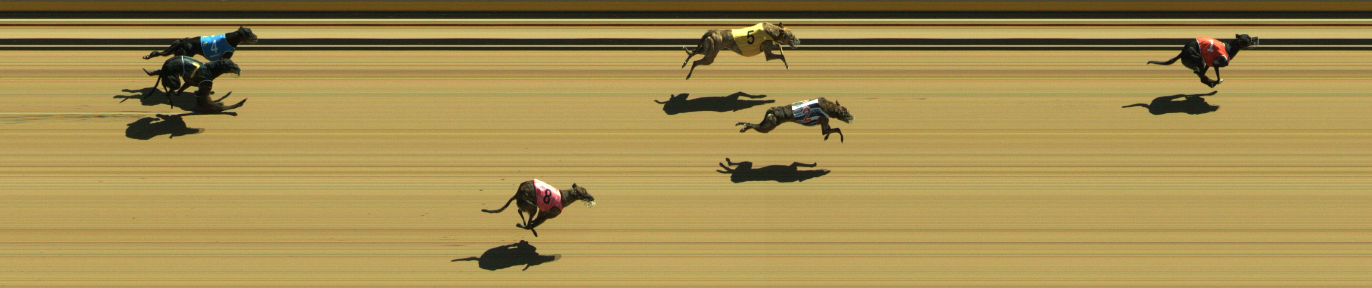 Photo finish for Geelong Race 2