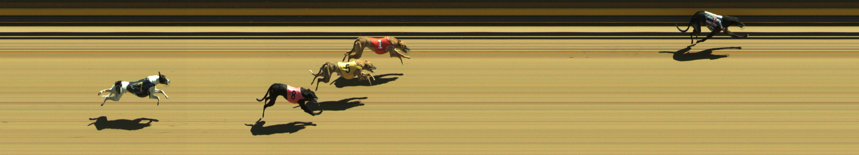 Photo finish for Geelong Race 3