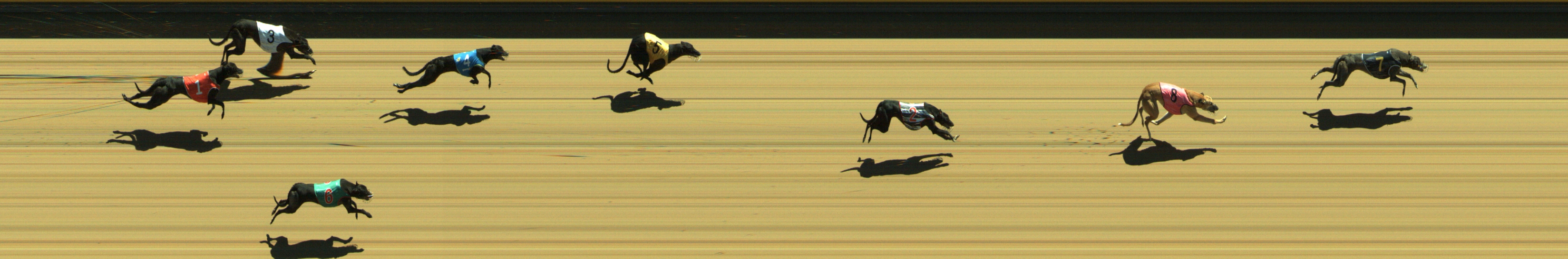 Photo finish for Geelong Race 5
