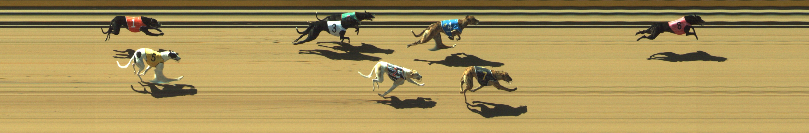 Photo finish for Geelong Race 2