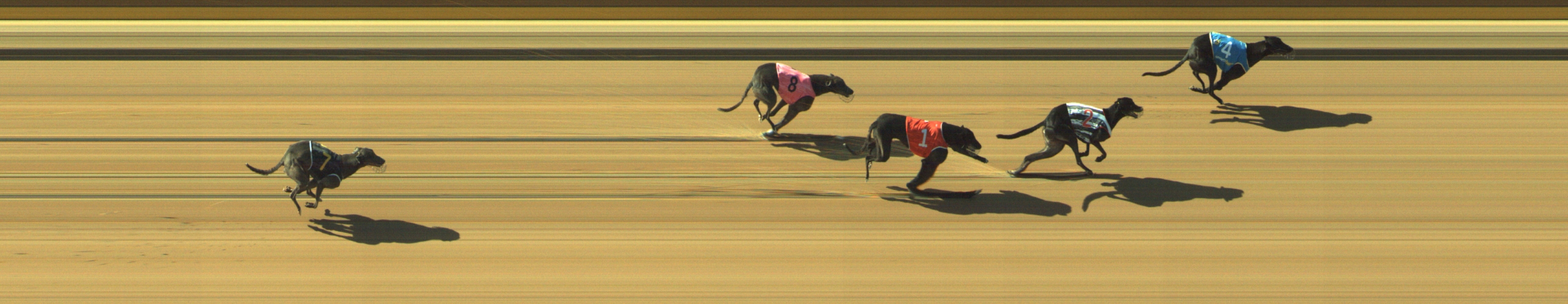 Photo finish for Geelong Race 6