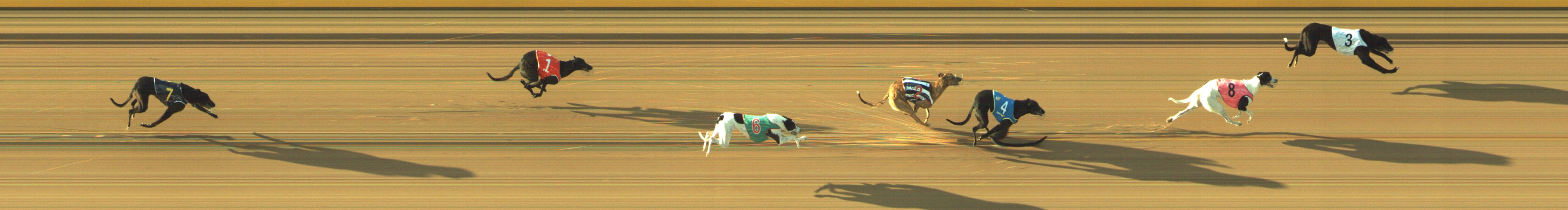 Photo finish for Geelong Race 2