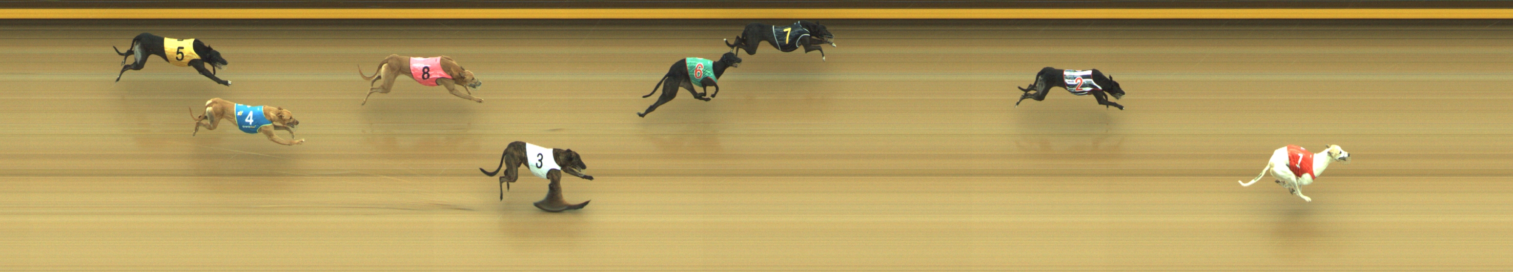 Photo finish for Geelong Race 5