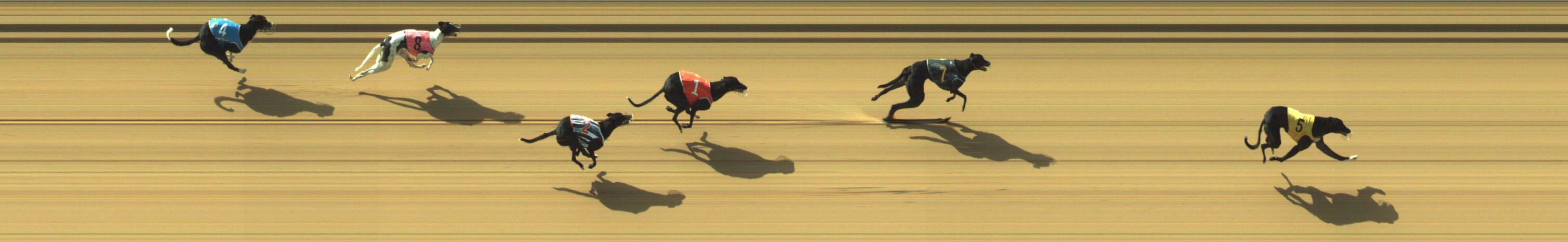 Photo finish for Geelong Race 2