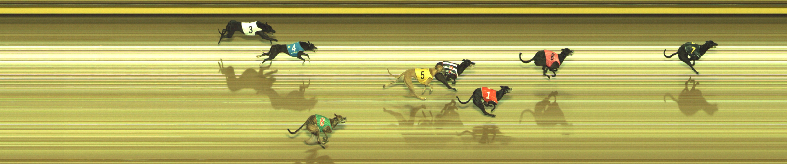 Photo finish for Geelong Race 4