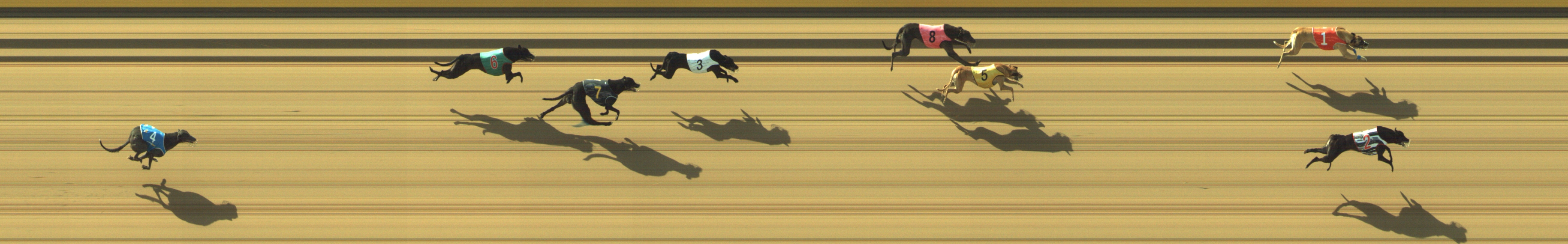 Photo finish for Geelong Race 2