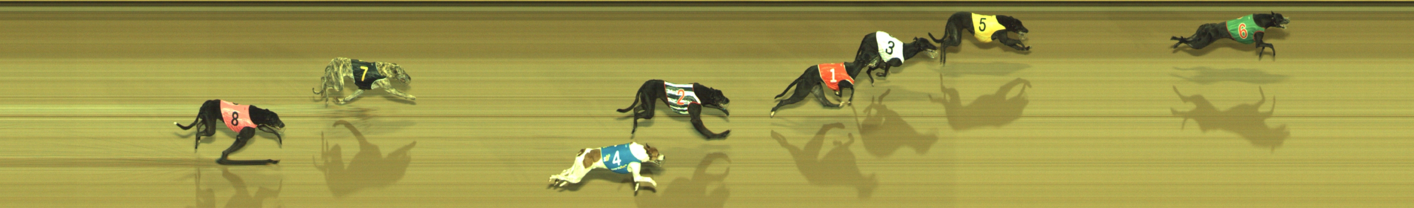 Photo finish for Geelong Race 2