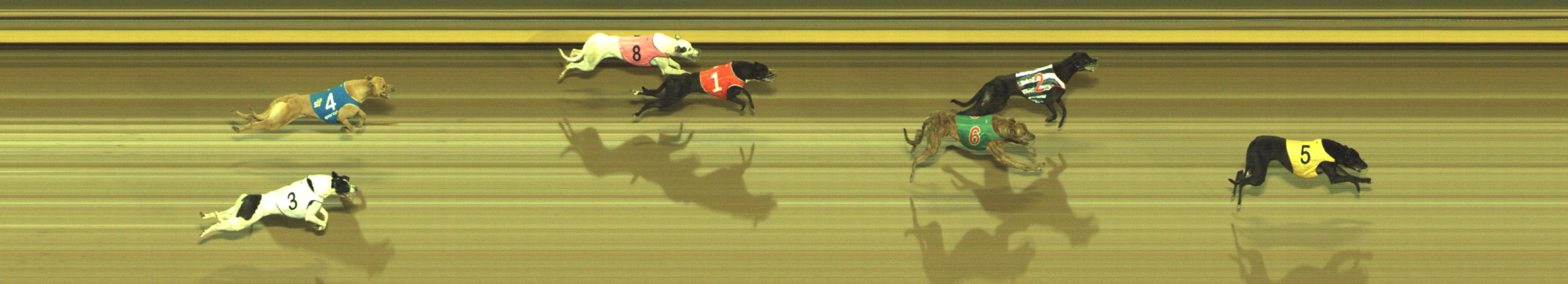Photo finish for Geelong Race 1