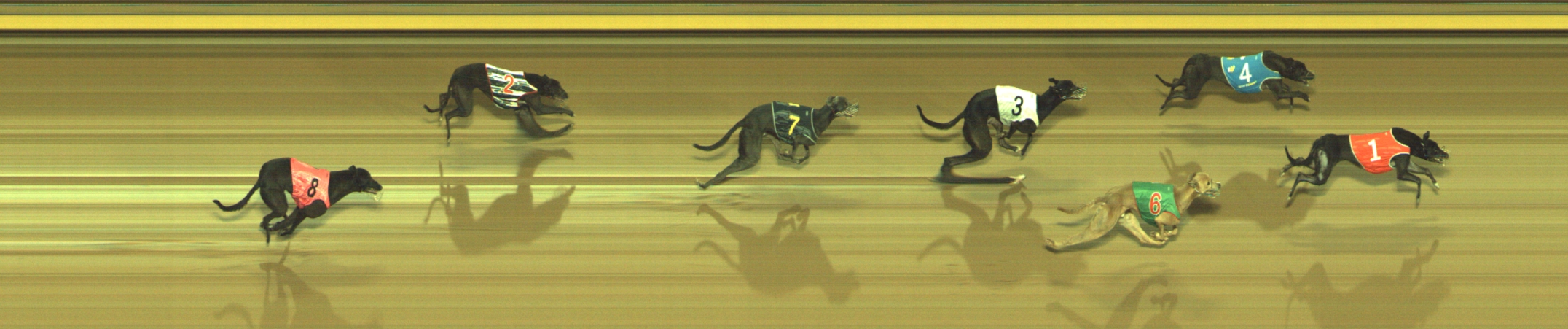 Photo finish for Geelong Race 11