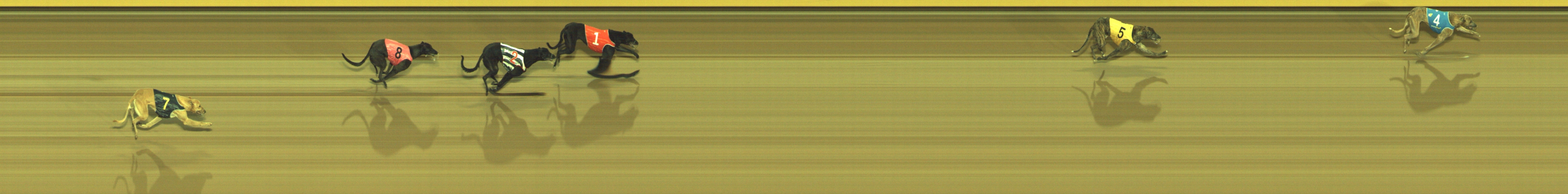 Photo finish for Geelong Race 1