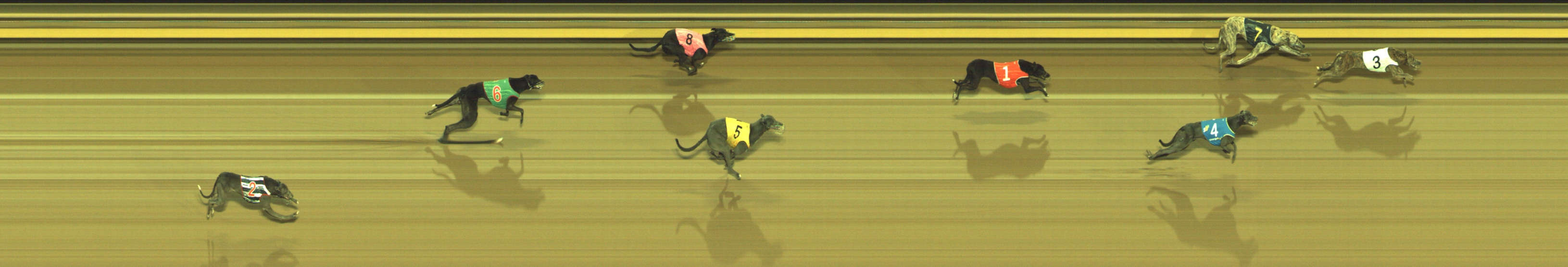 Photo finish for Geelong Race 2