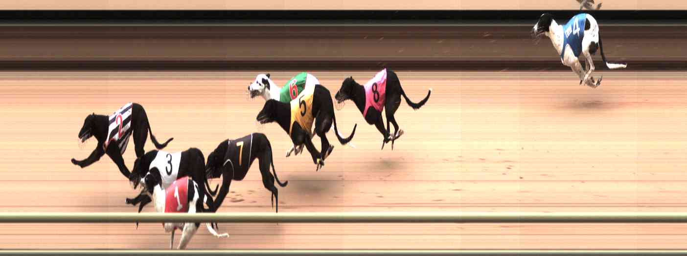 Photo finish for Healesville Race 12