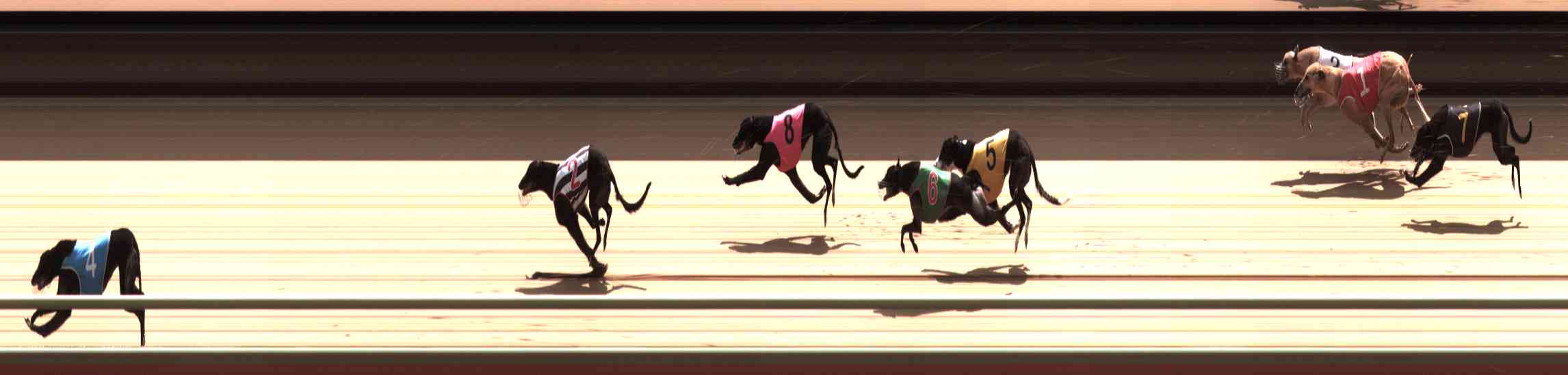 Photo finish for Healesville Race 10