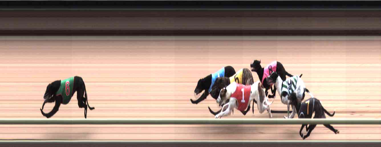 Photo finish for Healesville Race 11