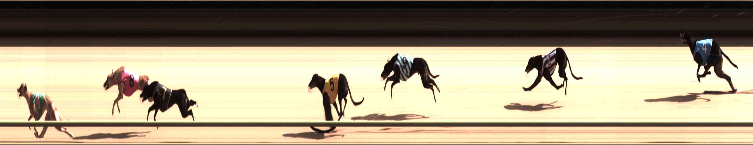 Photo finish for Healesville Race 2