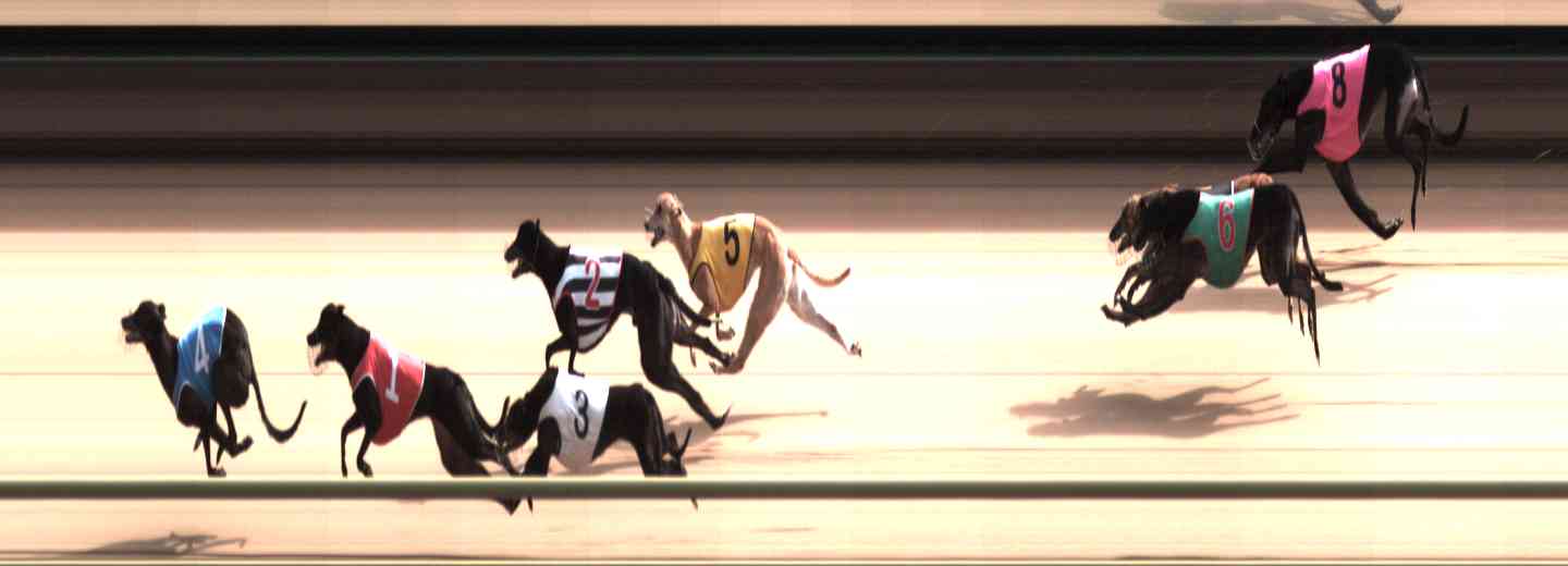 Photo finish for Healesville Race 5