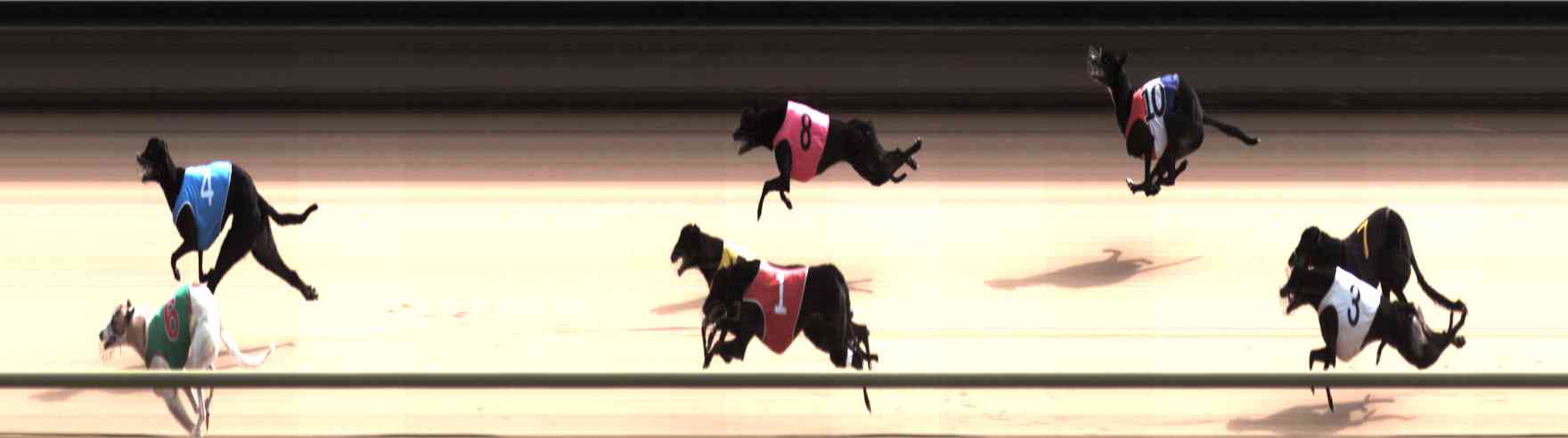 Photo finish for Healesville Race 6