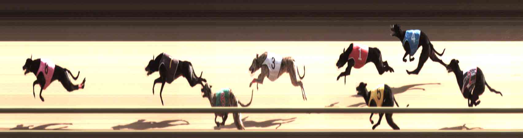 Photo finish for Healesville Race 7