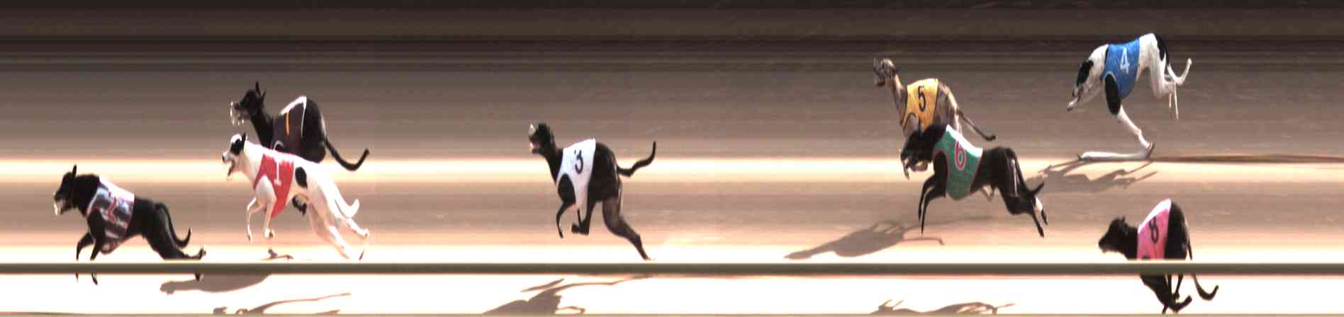 Photo finish for Healesville Race 9