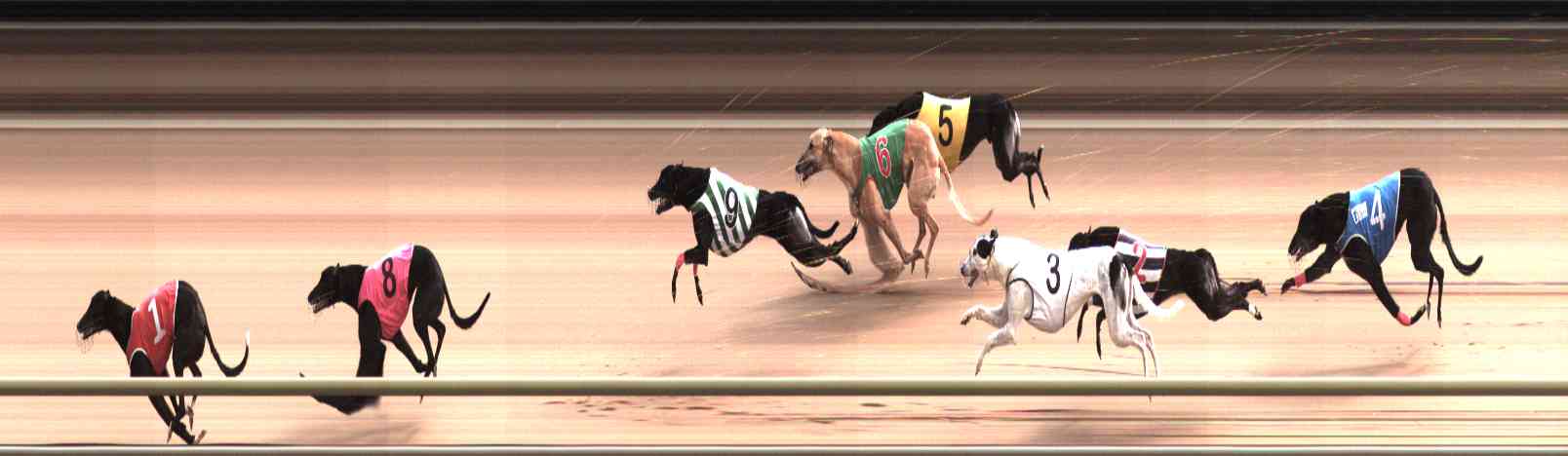 Photo finish for Healesville Race 9