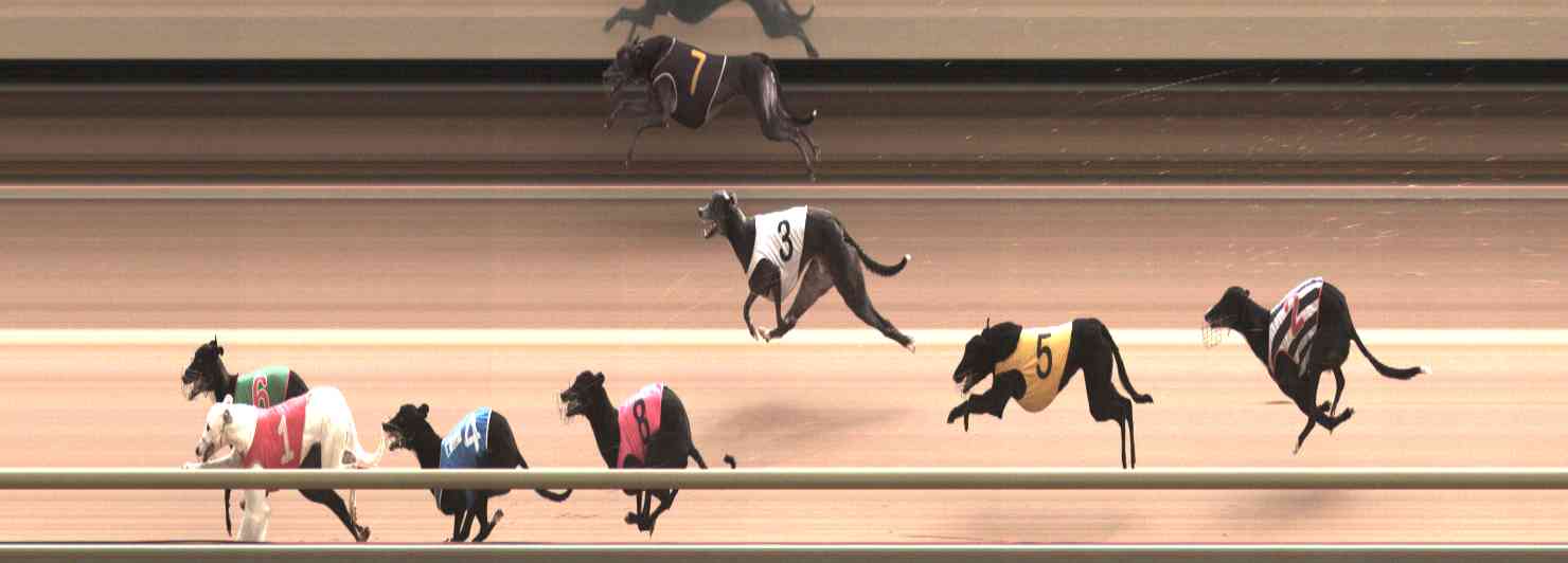Photo finish for Healesville Race 12