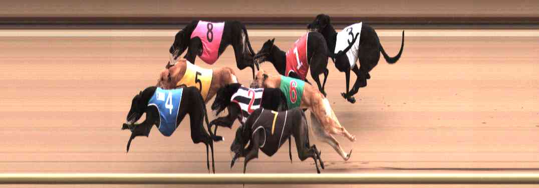 Photo finish for Healesville Race 8