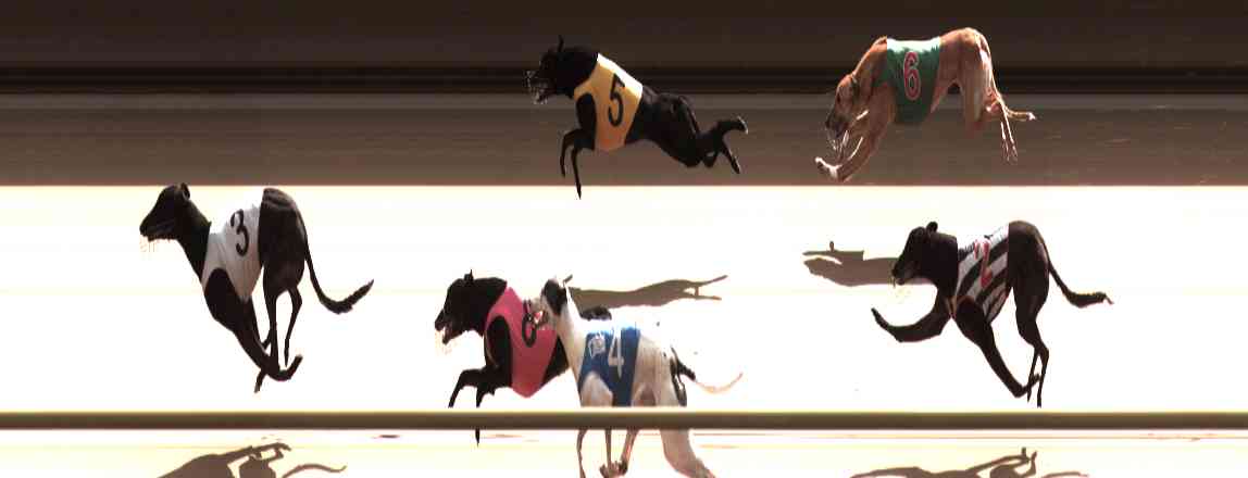Photo finish for Healesville Race 11