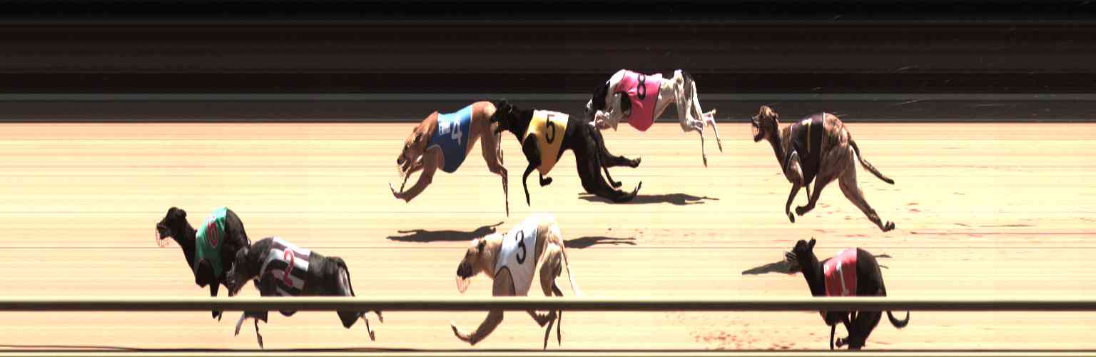 Photo finish for Healesville Race 10