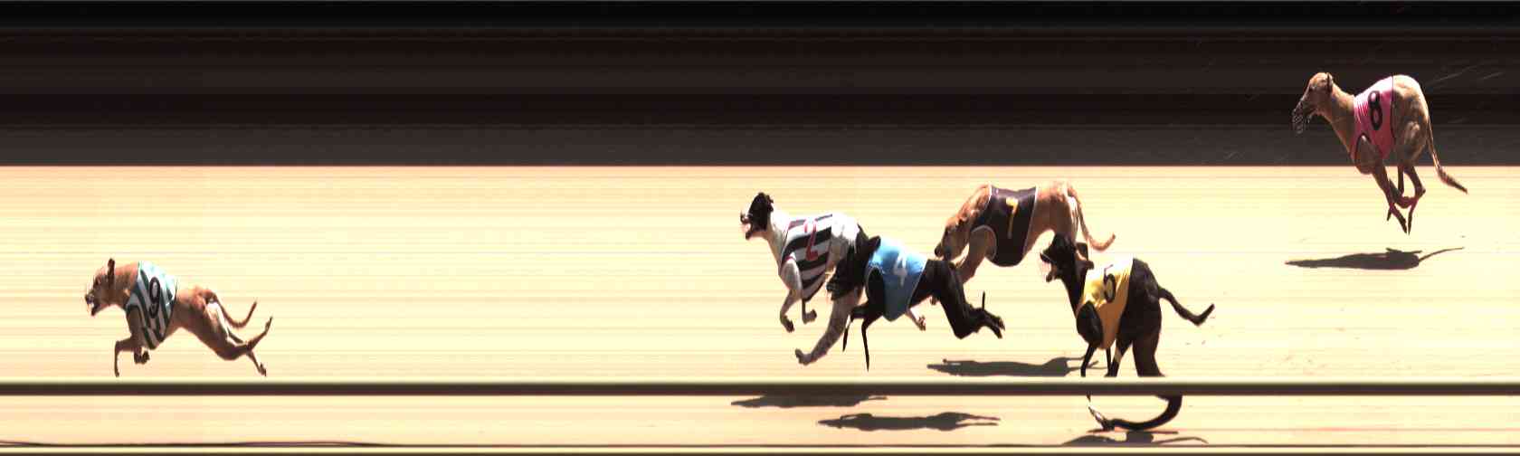 Photo finish for Healesville Race 11