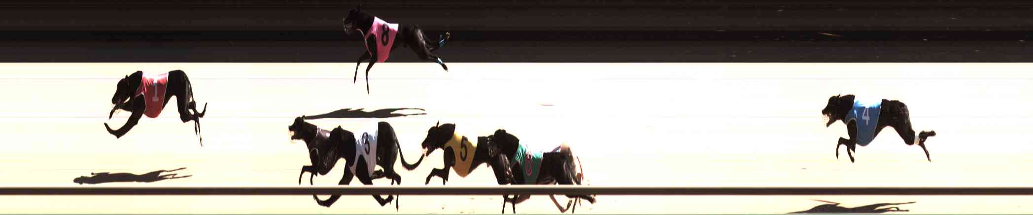 Photo finish for Healesville Race 6