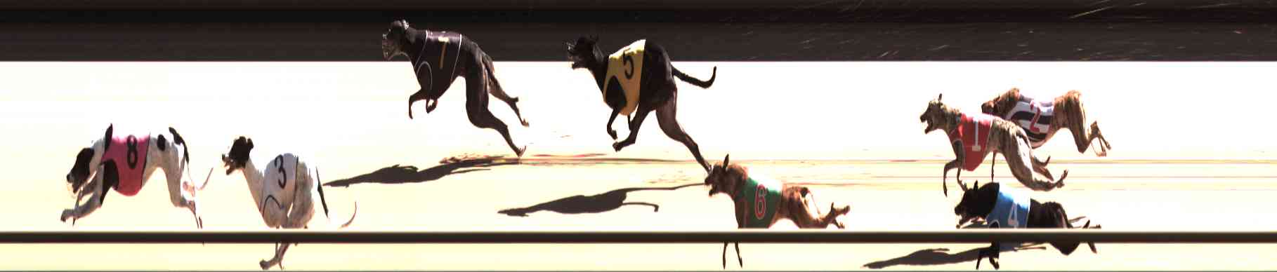 Photo finish for Healesville Race 7