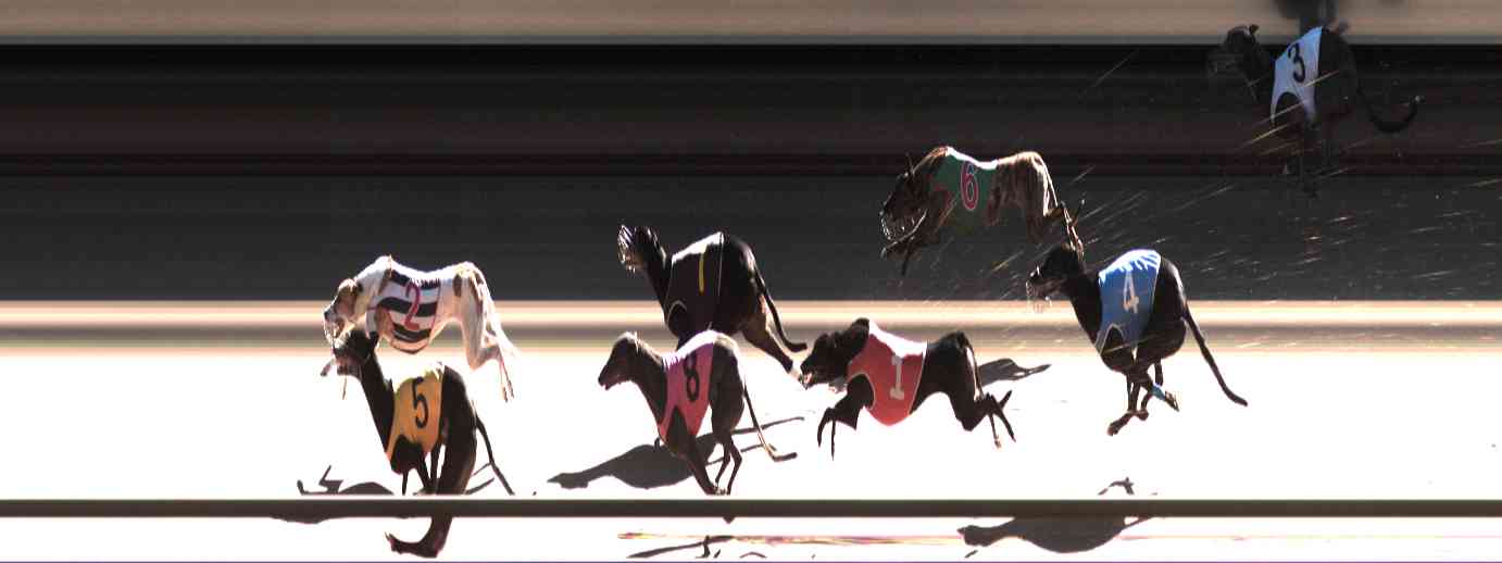 Photo finish for Healesville Race 12