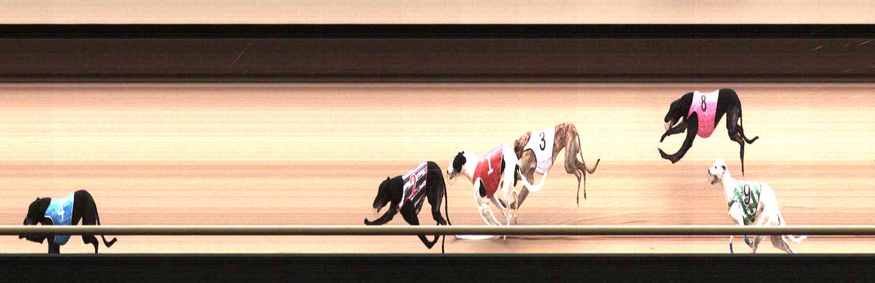 Photo finish for Healesville Race 6