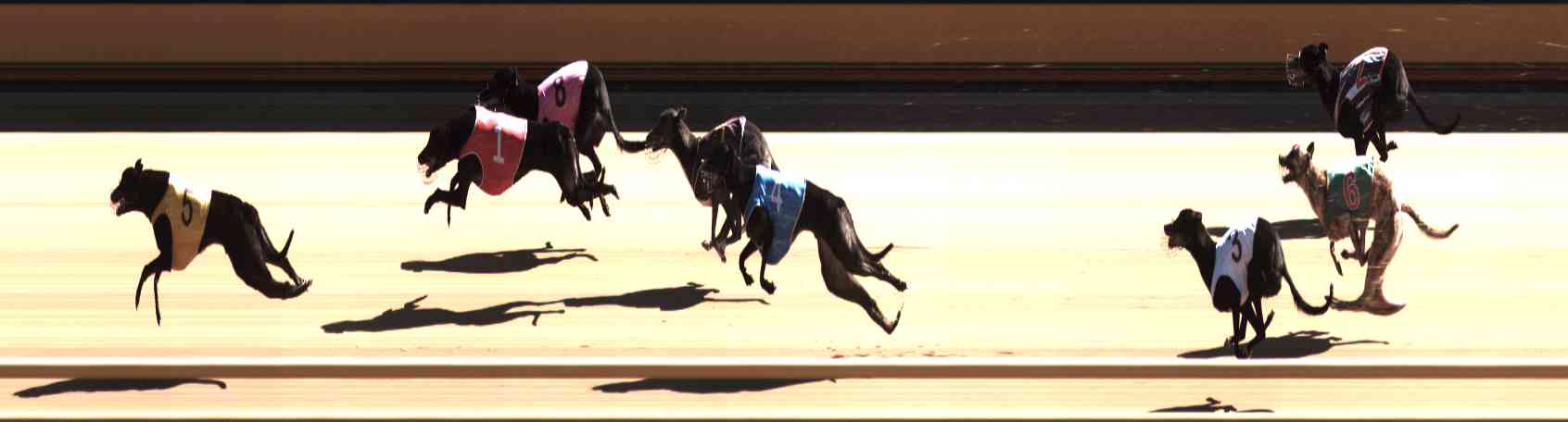 Photo finish for Healesville Race 7
