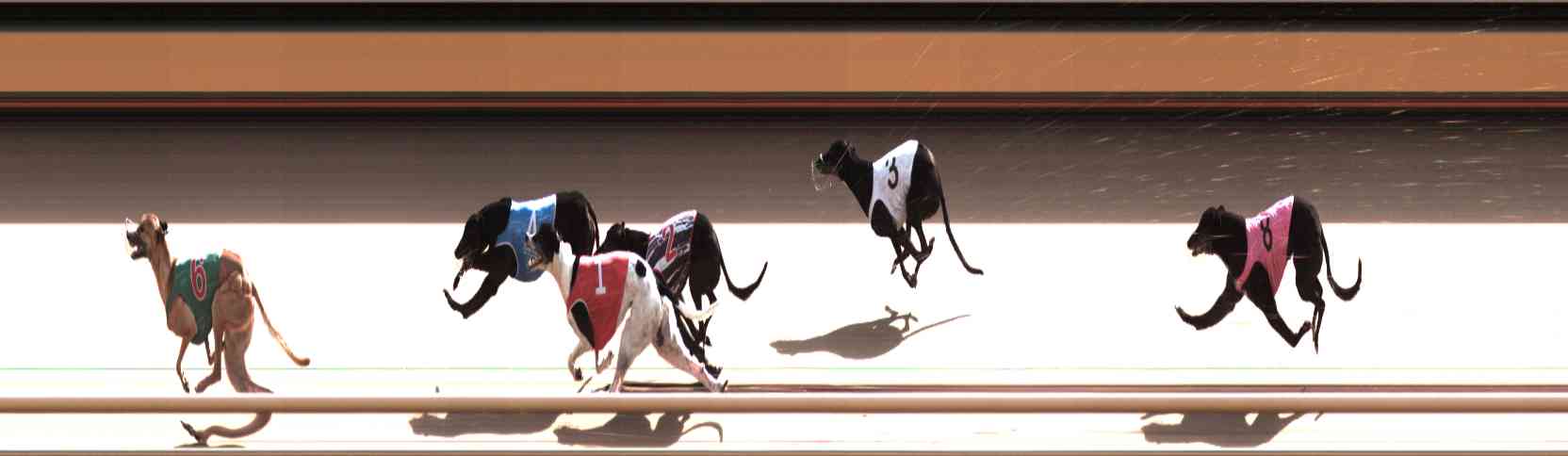 Photo finish for Healesville Race 12