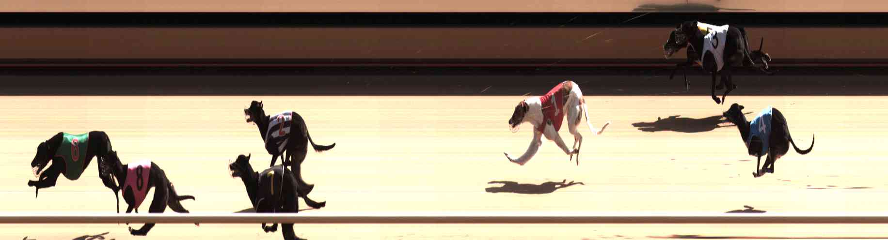 Photo finish for Healesville Race 7