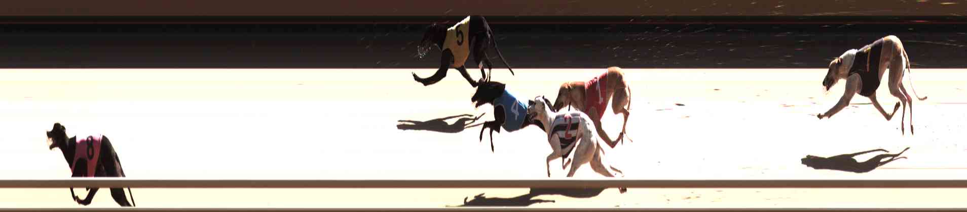 Photo finish for Healesville Race 9
