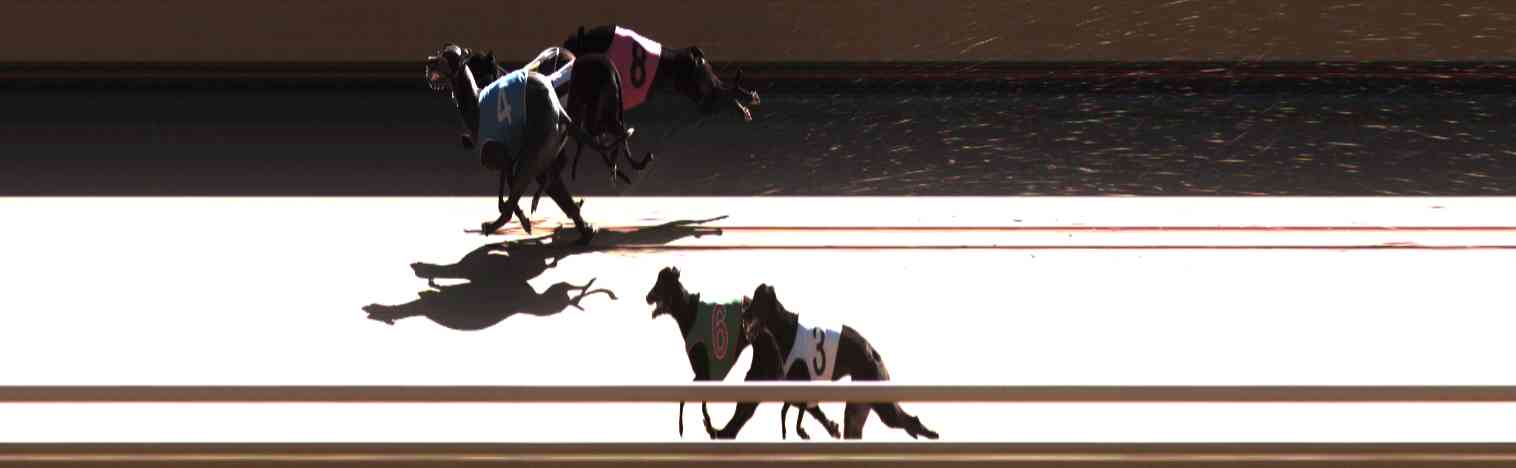 Photo finish for Healesville Race 11