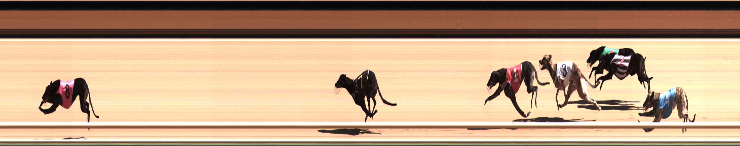 Photo finish for Healesville Race 3