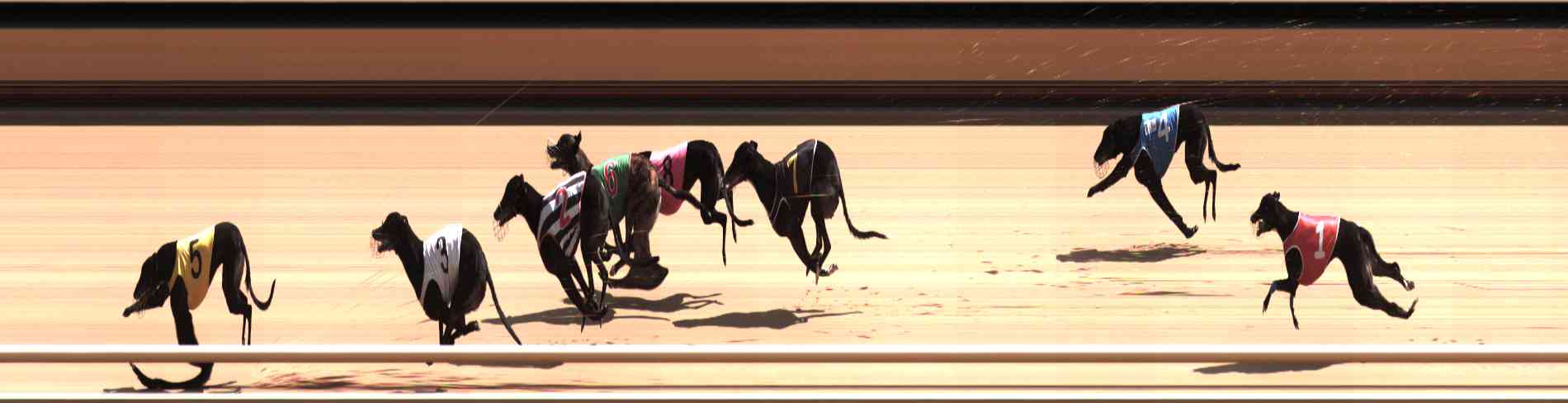 Photo finish for Healesville Race 5