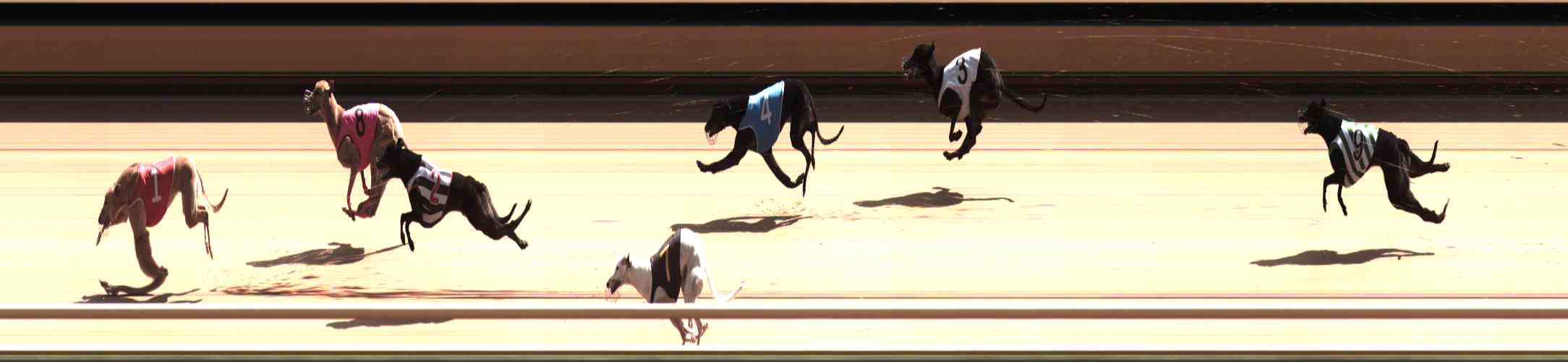 Photo finish for Healesville Race 7