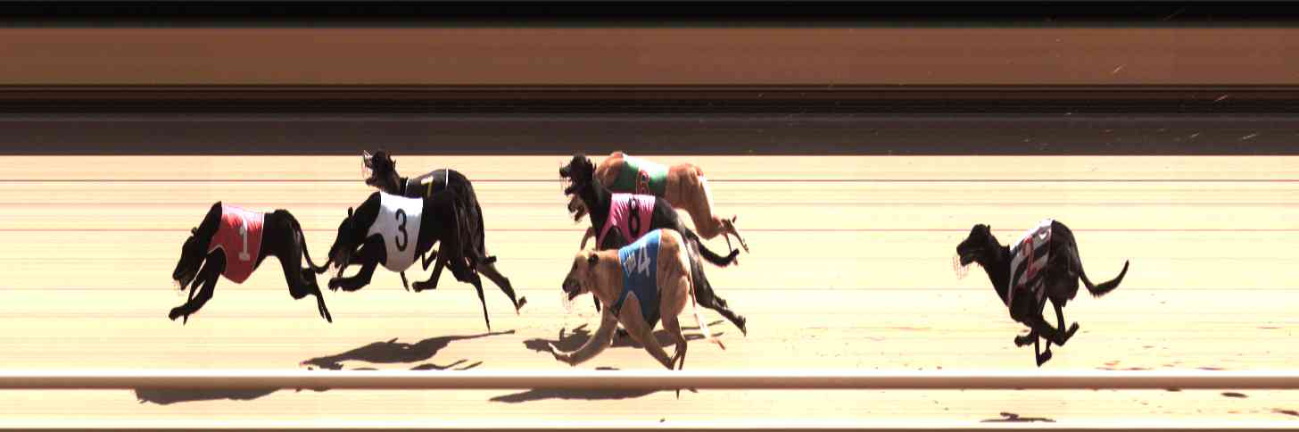 Photo finish for Healesville Race 8