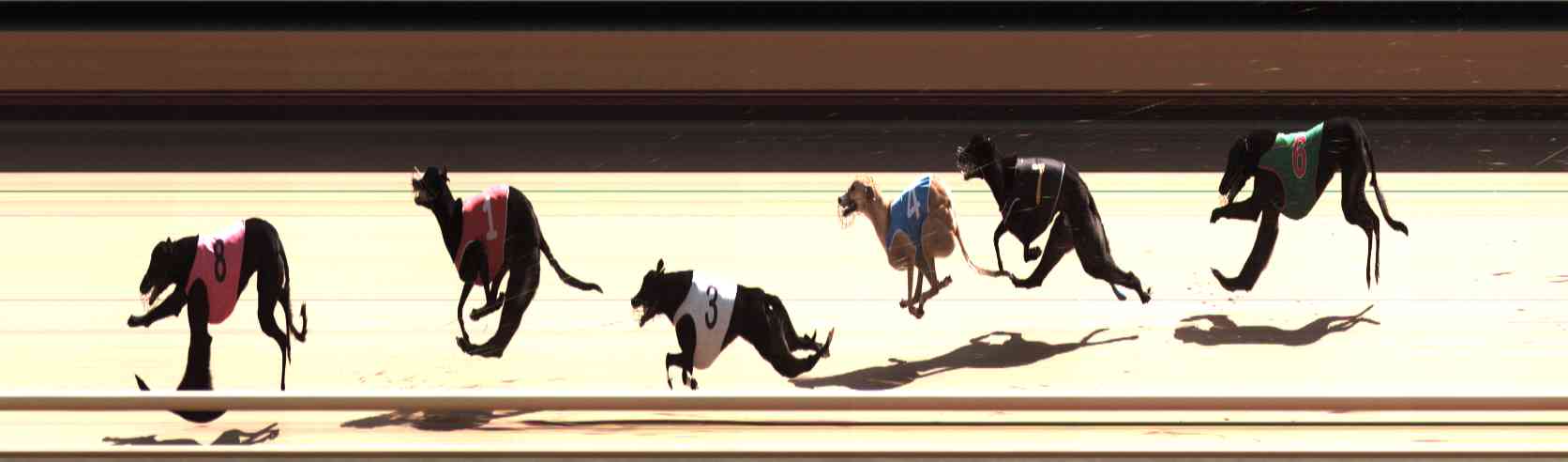 Photo finish for Healesville Race 9