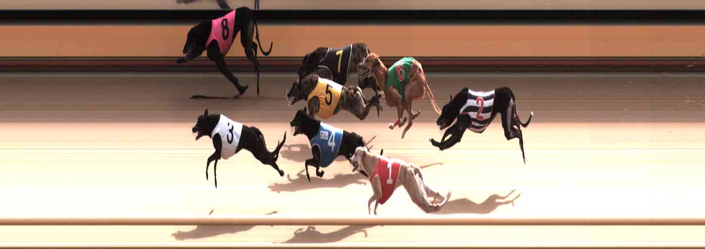 Photo finish for Healesville Race 12